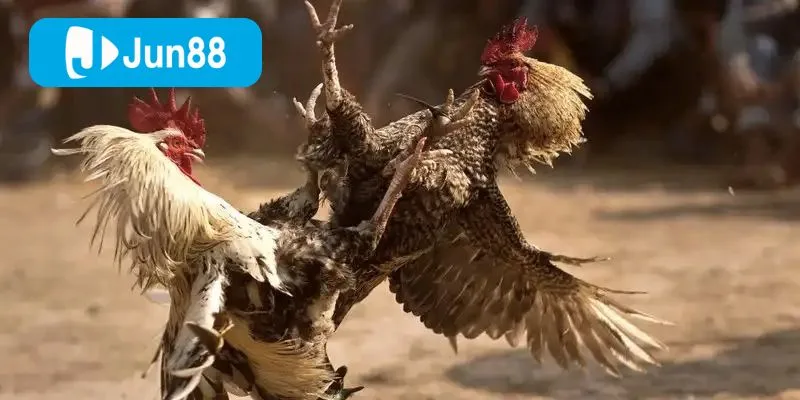 Đá Gà Cựa Sắt Jun88 – Sân Chơi Kịch Tính, Đặt Cược An Toàn Mỗi Ngày Jun88 đầu tư mạnh vào công nghệ phát trực tuyến