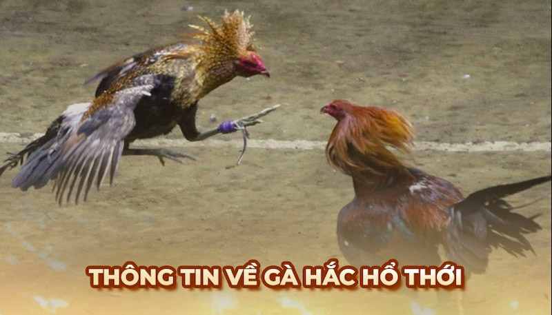 Hắc hổ thới được chăm sóc trong chuồng sạch sẽ