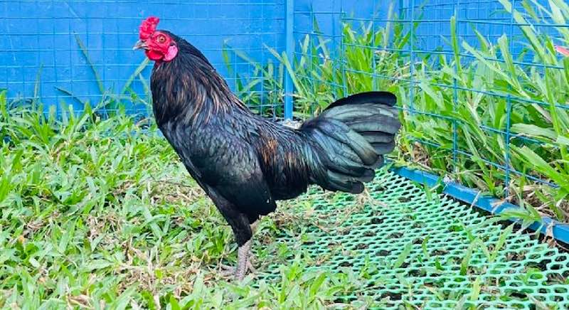 Giống gà Mỹ được ưa chuộng nhờ tốc độ ra đòn và độ sát thương cao